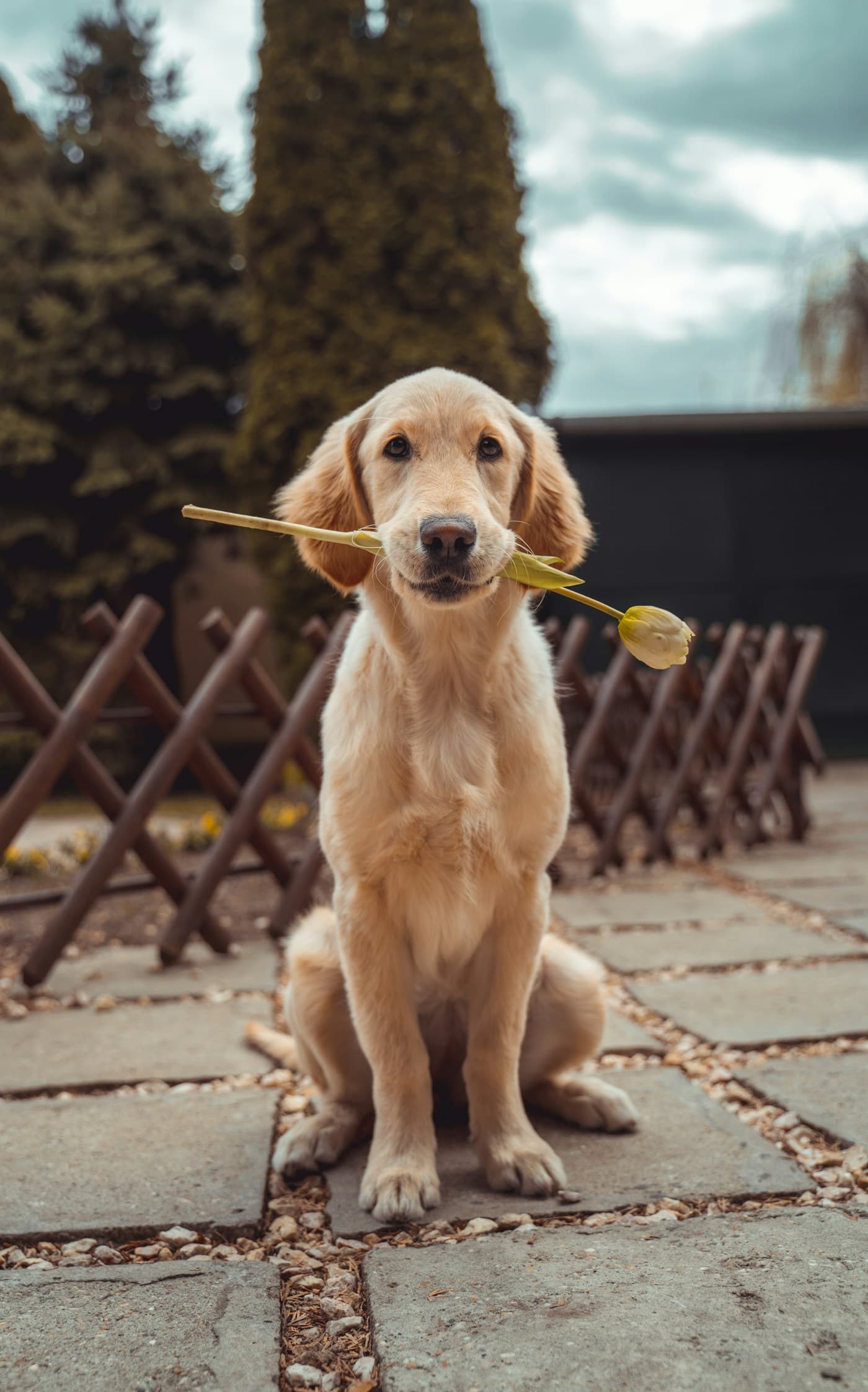 Golden Retriever Max no perfil MeuPetTag